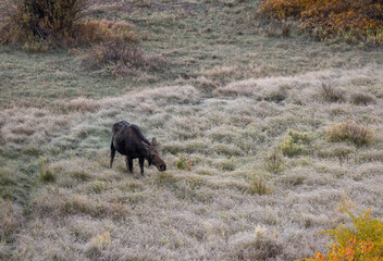 Cow Moose in Autumn in Grand Teton National Park Wyoming