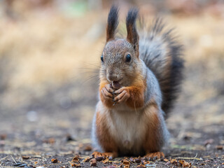 Squirrel in autumn hides nuts on the green grass with fallen yellow leaves