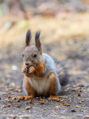 Squirrel in autumn hides nuts on the green grass with fallen yellow leaves