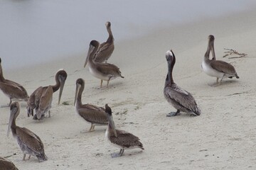 California brown pelicans flock on sand in la jolla cove san diego california