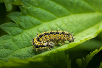 Small tortoiseshell, aglais urticae butterfly caterpillar on tinging Nettle plant leaf. Macro wildlife animal background