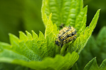 Small tortoiseshell, aglais urticae butterfly caterpillar on tinging Nettle plant leaf. Macro wildlife animal background