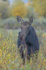 Cow Moose in Autumn in Grand Teton National Park Wyoming