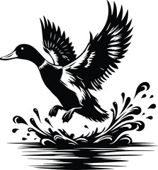 Duck taking flight over water