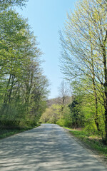 A straight asphalt road stretches through a vibrant green forest under a clear blue sky, capturing a springtime scene on the road from Brezaric towards Ozalj