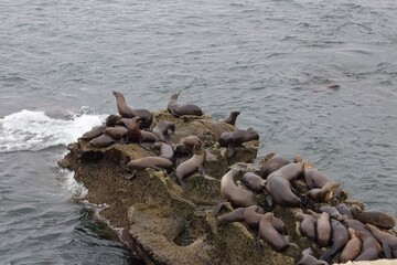 Hoards of sea lions playing in ocean waves and sleeping on cliffs in la jolla cove san diego california