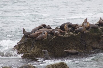 Fototapeta premium Hoards of sea lions playing in ocean waves and sleeping on cliffs in la jolla cove san diego california