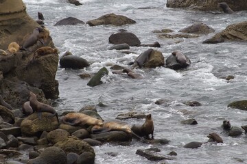 Fototapeta premium Hoards of sea lions playing in ocean waves and sleeping on cliffs in la jolla cove san diego california