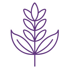 lavender flower vector Art