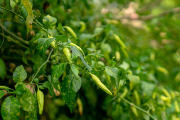 Green chili pepper plants growing in a lush garden, with fresh unripe chilies hanging on branches, perfect for agricultural, organic food, or spice-related visuals.