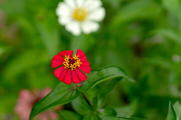 Close-up of a vibrant red Zinnia flower in bloom with a soft green background and a white flower in bokeh, perfect for nature, floral, or garden-themed designs.