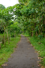 A peaceful narrow path surrounded by lush green trees and vegetation, leading through a tropical forest, ideal for concepts of nature, travel, and serenity.