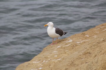 Seagull standing on cliff by ocean in la jolla cove san diego california
