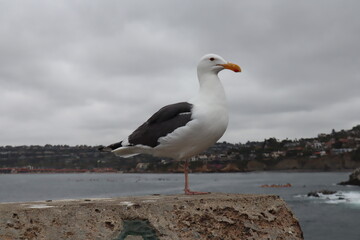 one legged Seagull standing with ocean backdrop in la jolla cove san diego california