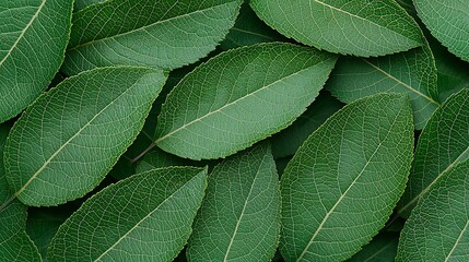 Obraz premium Fresh Green Leaves Close-Up: A Detailed Botanical Study of Natural Leaf Textures and Organic Patterns for Nature-Inspired Design