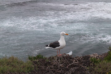 Seagull standing by ocean in la jolla cove san diego california