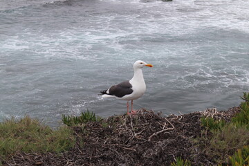 Seagull standing by ocean in la jolla cove san diego california