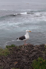 Seagull standing by ocean in la jolla cove san diego california