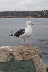 one legged Seagull standing with ocean backdrop in la jolla cove san diego california