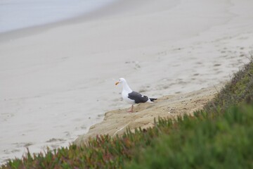 Seagull standing alone on beach in la jolla cove san diego california