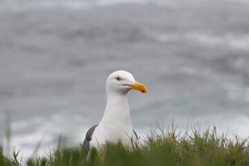 Seagull in la jolla cove san diego california