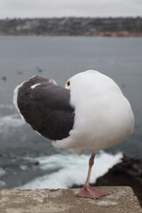 Seagull bird standing on one leg cleaning its feathers in la jolla cove san diego california