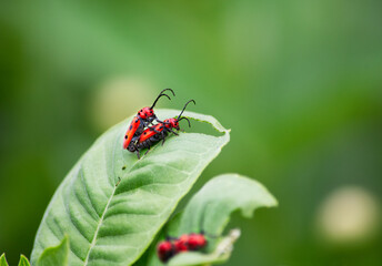 Long horned red milkweed beetles, Tetraopes tetrophthalmus, mating on a common milkweed leaf with green background
