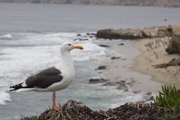 Obraz premium Seagull by the coastline ocean in la jolla cove san diego california
