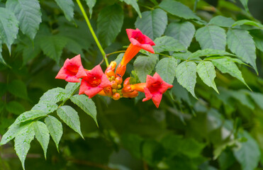 Trumpet vine, Campsis radicans, wildflower with buds and leaves 