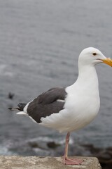 Fototapeta premium one legged Seagull standing with ocean backdrop in la jolla cove san diego california