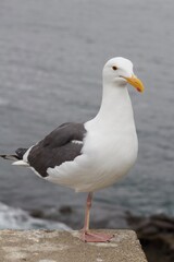 Fototapeta premium one legged Seagull standing with ocean backdrop in la jolla cove san diego california