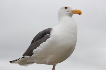 Seagull close up with sky backdrop in la jolla cove san diego california