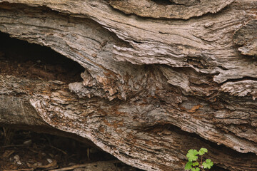 Dry tree trunk lying on the ground.