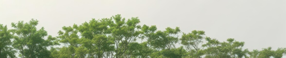 Obraz premium Vibrant green treetops form a continuous line, isolated on white , pattern, leaves, line