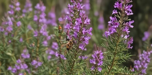Obraz premium A bee pollinating vibrant purple rosemary blossoms in a natural setting , herb, rosemary