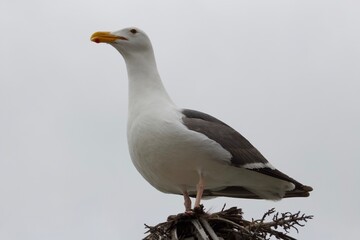 Obraz premium Seagull standing on barren palm tree in la jolla cove san diego california