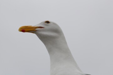 Seagull close up of head in la jolla cove san diego california