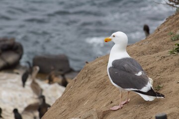 Seagull standing on rock watching over ocean and gulls on beach in la jolla cove san diego california