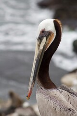 California Brown Pelican close up of head with ocean backdrop in la jolla cove san diego california