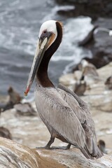 California Brown Pelican close up of head with ocean backdrop in la jolla cove san diego california