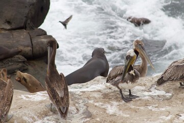 California brown pelicans flapping wings with seal in background in la jolla cove san diego california