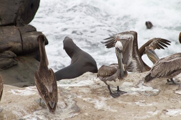 California brown pelicans flapping wings with seal in background in la jolla cove san diego california