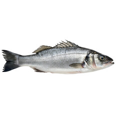 Obraz premium High-Resolution Side Profile of European Sea Bass on White Background