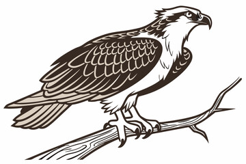 eagle on a white background