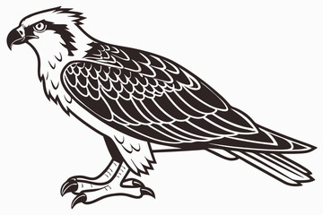 eagle on a white background