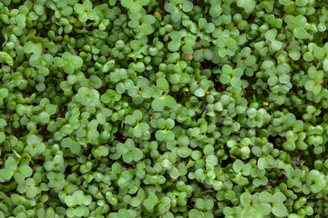 Sprouted radish seeds microgreens. Vegan and healthy eating. Seed Germination at home.