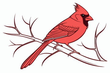 red cardinal bird