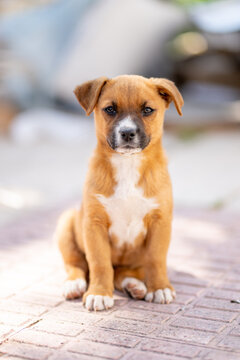 Adorable Brown Puppy Sitting on Sunlit Patio