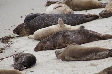 Sea Lions lounging on sand in the children's pool la jolla cove san diego california