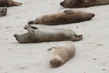 Fototapeta premium Sea Lions lounging on sand in the children's pool la jolla cove san diego california